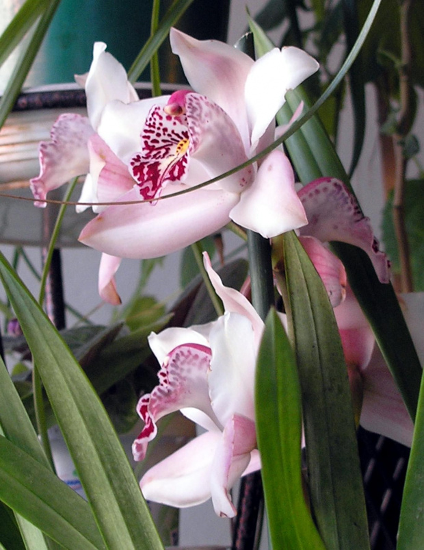 cymbidium