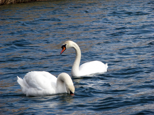 łabędź niemy ptak królewski #przyroda #natura #zwierzęta #ptaki #krajobraz #jezioro #góry #NadWodą #woda #wiosna