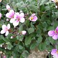 kwiaty wiosenne #kwiaty #wiosna