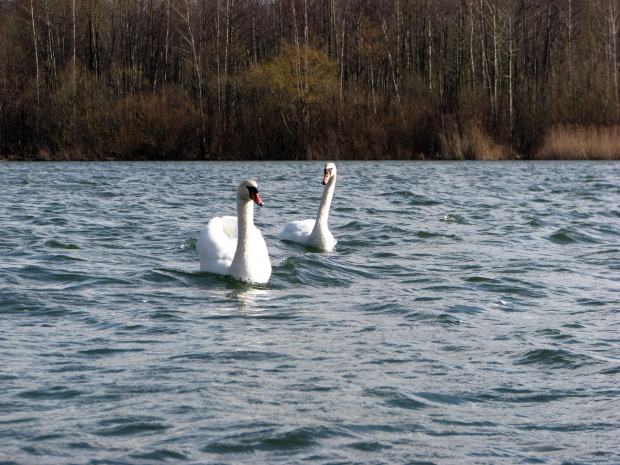 łabędź niemy ptak królewski #przyroda #natura #zwierzęta #ptaki #krajobraz #jezioro #góry #NadWodą #woda #wiosna