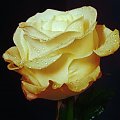 róża #róża #roślina