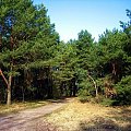 Droga leśna jesienią Ostrołęka 2006r.