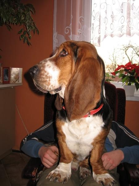 Na kolanach jeszcze się mieszczę! #Basset #BassetHound #Ostrołęka #Boogie #pies