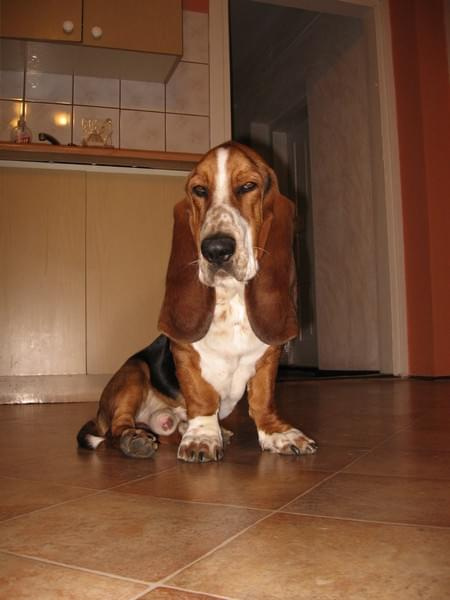 Świecisz po oczach!!! #Basset #BassetHound #Ostrołęka #Boogie #pies