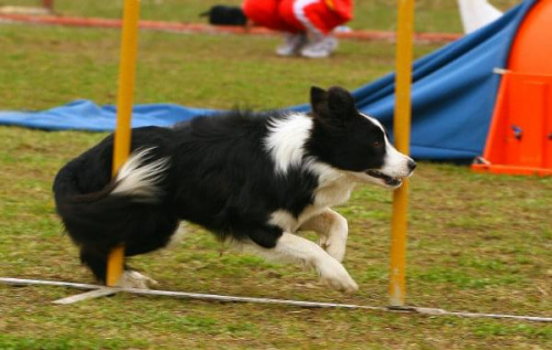 agility płock zawody 5-6.04.2008 psy