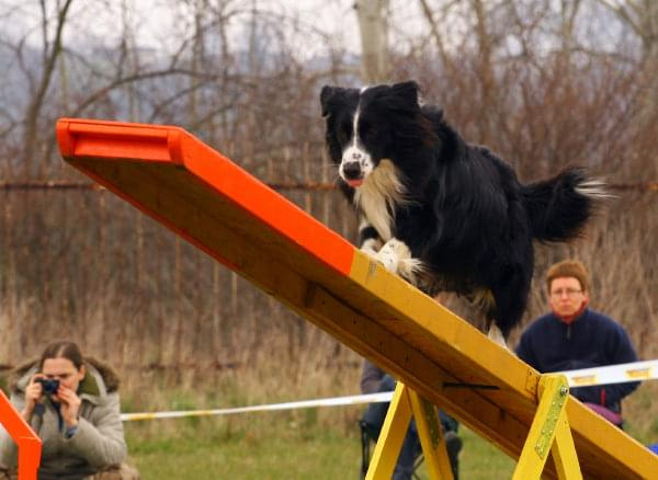 agility płock zawody 5-6.04.2008 psy