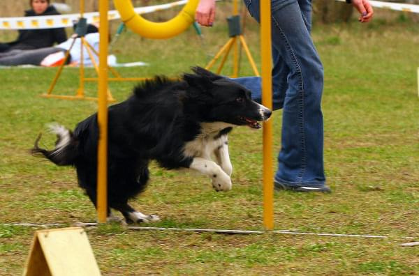 Agility Płock Zawody 5-6.04.2008 Psy