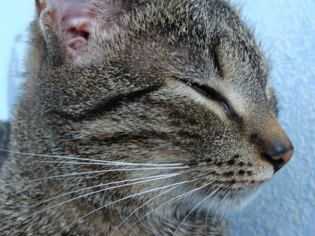 Śpioszek.... #kot #kotek #kotki #koty #koteczek #kicio #kotka #tiger