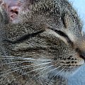Śpioszek.... #kot #kotek #kotki #koty #koteczek #kicio #kotka #tiger