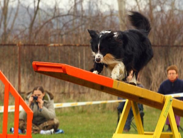 agility płock zawody 5-6.04.2008 psy