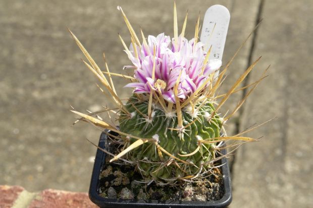 Stenocactus