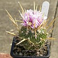 Stenocactus