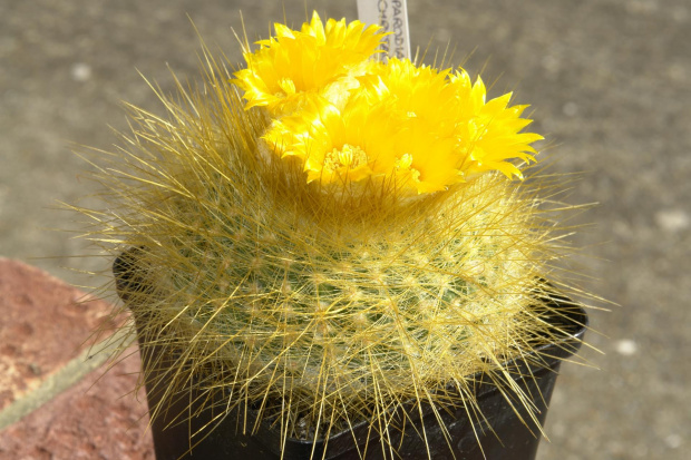 Parodia chrysacantion