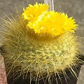 Parodia chrysacantion