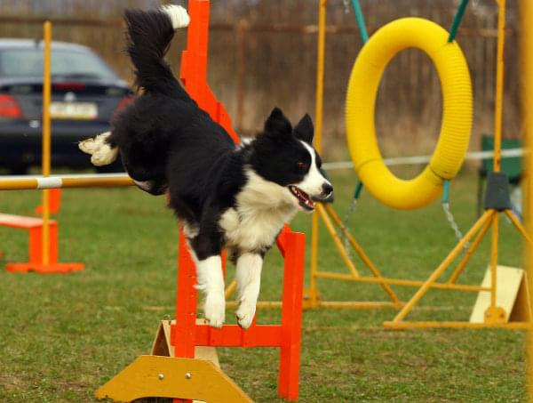 Zawody Agility Płock 5-6.04.2008 Psy