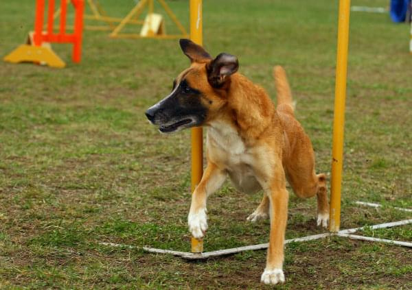 Agility Płock Zawody 5-6.04.2008 Psy