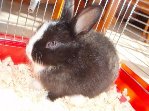 Maja - moj króliczek :)