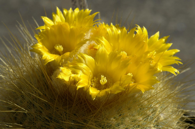 Parodia chrysacantion