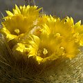 Parodia chrysacantion