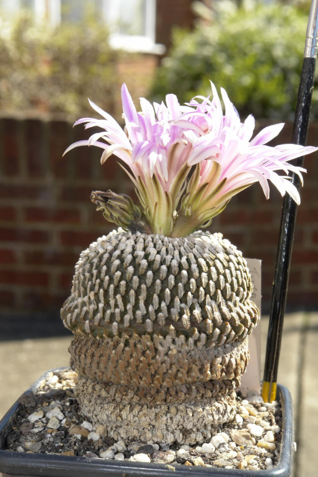 Turbinicarpus pseudopectinatus