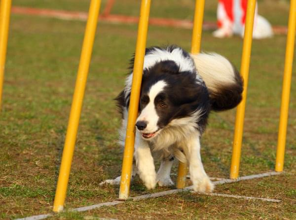 Zawody Agility Płock 5-6.04.2008 Psy