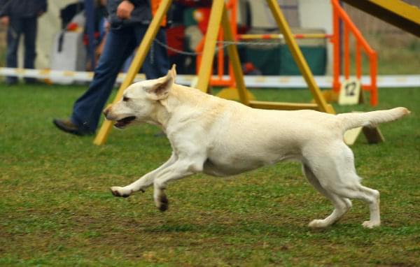 Zawody Agility Płock 5-6.04.2008 Psy