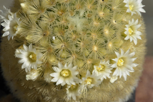 Mammillaria carmenae