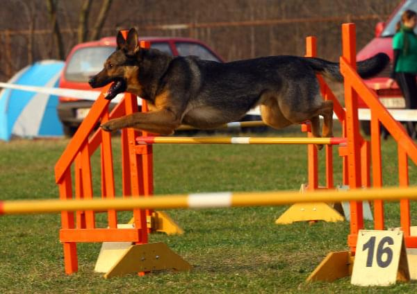 Zawody Agility Płock 5-6.04.2008 Psy