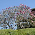 magnolia fioletowa