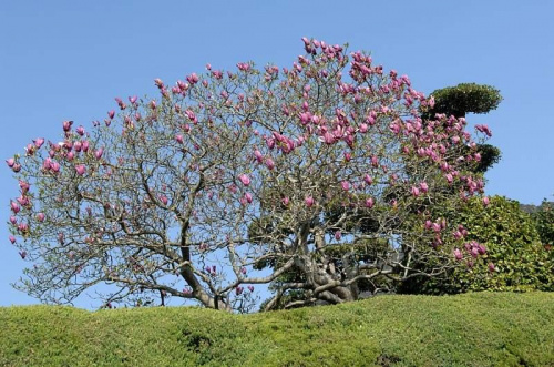 magnolia fioletowa