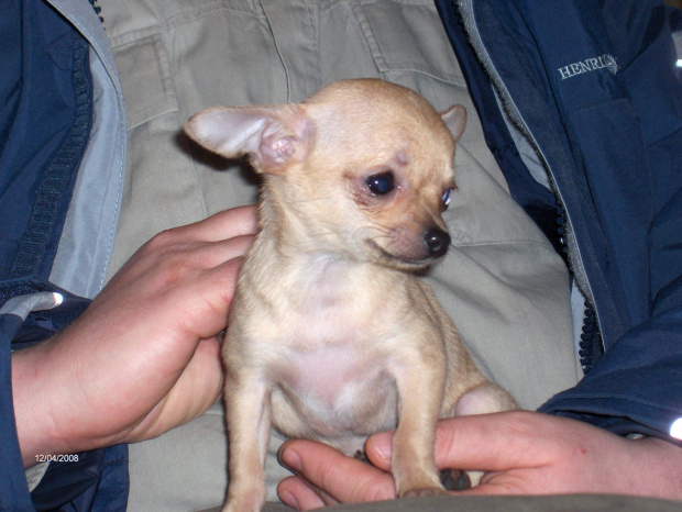 moja chihuahua