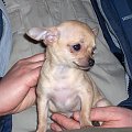 moja chihuahua