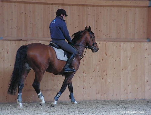 08.04.2008 Łomnica II trening konie na padoku, koty