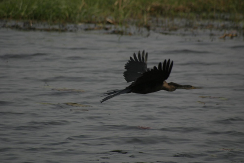 Pelikan #Pelikan #Delta #rzeka #Okavango