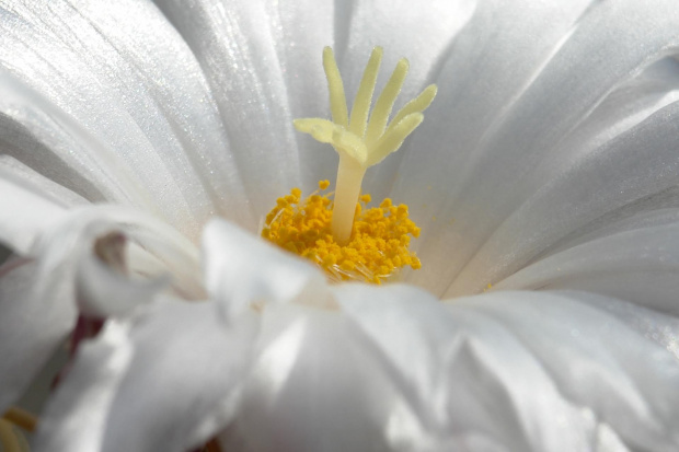 Thelocactus lloydii