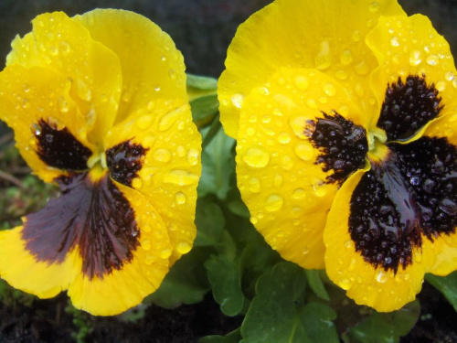 po deszczu #kwiaty #bratki #wiosna