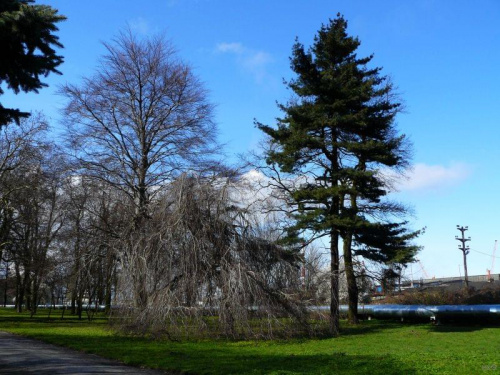 W parku miejskim jeszcze smutnawo ale juz, juz... #ParkMiejski #Gdańsk #drzewa #wiosna