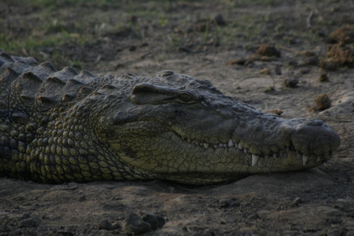 krokodyl #Krokodyl