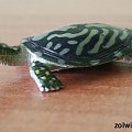 żółwik #żółw #żółwik #kolekcja