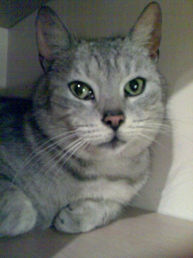 whiskasowa Mizia z Pruszkowa #kot #kotka #whiskasowa #szara #zielonooka