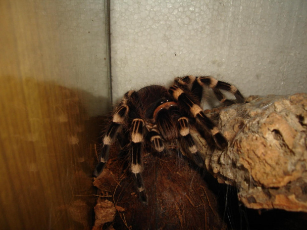 Acanthoscurria geniculata