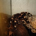 Acanthoscurria geniculata