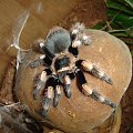 Brachypelma smithi