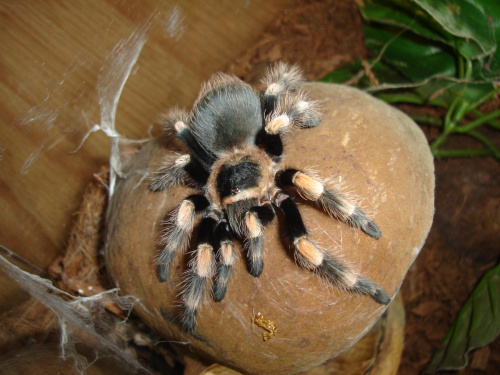 Brachypelma smithi