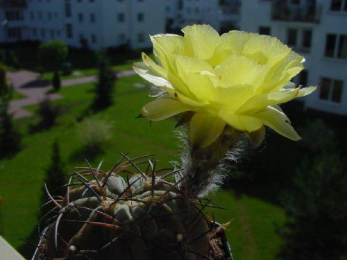 Acanthocalycium glaucum