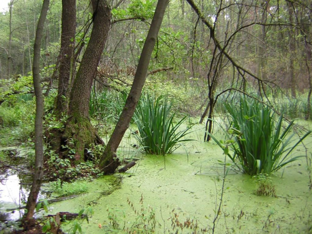 śladem bobra w spalskim parku krajobrazowym #bóbr #zwierzęta #natura #las #woda