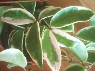 Hoya carnosa 'Tricolor' variegated