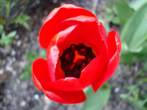 #kwiaty #tulipan