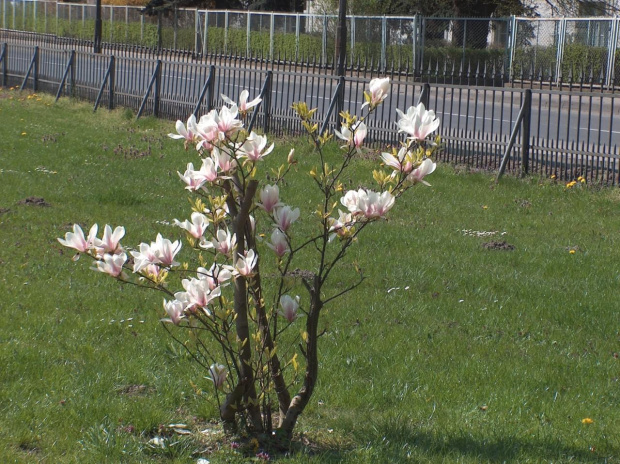 Arboretum Kornik -Wielkopolska