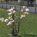 Arboretum Kornik -Wielkopolska